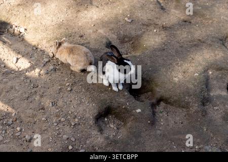 A small rabbit on the gray open ground, a fluffy rabbit captured while walking on the dry rocky surface of the park area Stock Photo