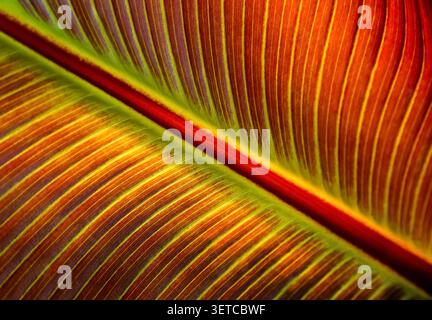 Colourful banana leaf creating a natural organic background with vibrant textures glowing veins and rich tropical tones Stock Photo