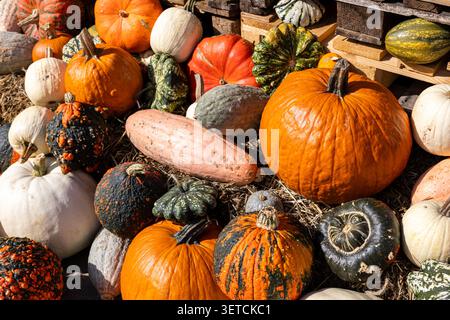 Assorted pumpkins and gourds in various shapes and colors are displayed on straw. Fresh autumn harvest creates a rustic festive scene filled with Stock Photo