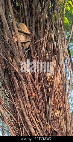 Dense aerial roots and tangled branches create a textured natural ...