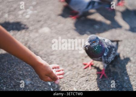 Urban pigeon standing near an outstretched hand on a paved walkway in daylight. Stock Photo