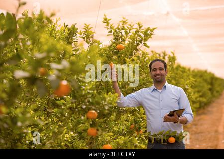 Confident Middle Eastern agricultural technology specialist holding tablet device while inspecting fresh orange fruit quality in sunlit citrus orchard Stock Photo
