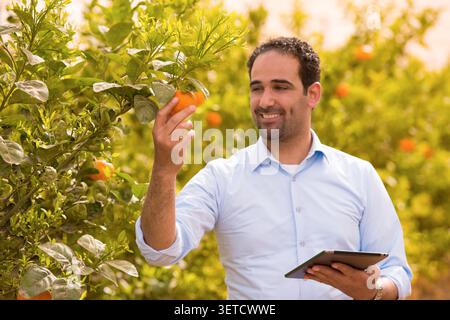 Professional Middle Eastern male agricultural inspector examining fresh harvested orange while holding digital tablet in bright sunny citrus orchard Stock Photo