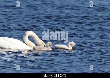 Mute swan feeding with two cygnets on a blue lake in Spring Stock Photo