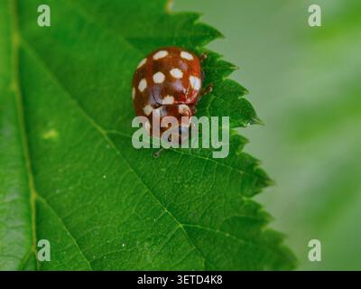 Cream-spot ladybird Calvia quatuordecimguttata on green leaf macro Stock Photo