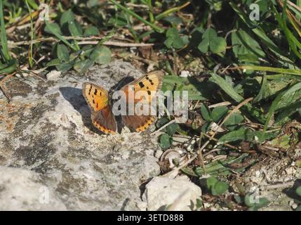 Small Copper butterfly Stock Photo