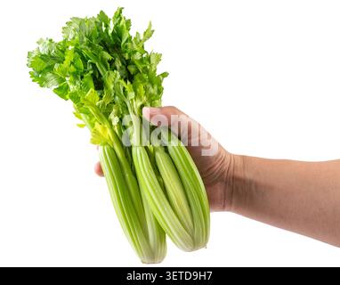 Close-up of a person holding a bunch of fresh crisp green celery stalks isolated on white background. Stock Photo