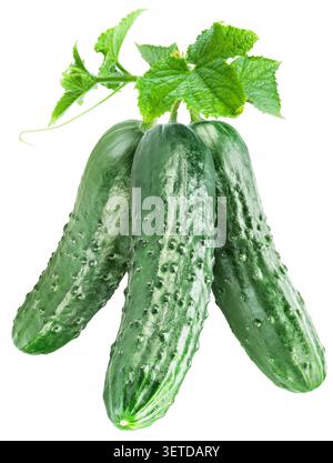 Fresh three cucumbers with cucumber leaves isolated on a white background. Clipping path. Stock Photo