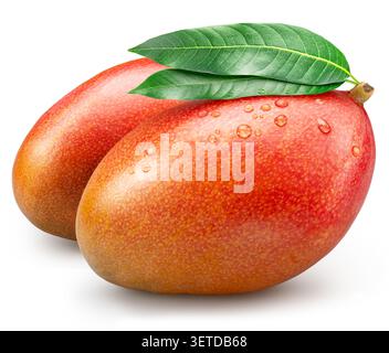 Two ripe mangoes with mango tree leaves isolated on a white background. A few drops of water are visible on the red skin of the fruit. Clipping path. Stock Photo