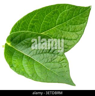 Two green young potato leaves isolated on a white background. Clipping path Stock Photo
