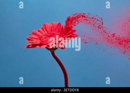 Gerbera daisy spreading red powder dust against blue Stock Photo