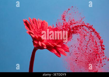 Gerbera flower dispersing red powder exploding against blue background Stock Photo