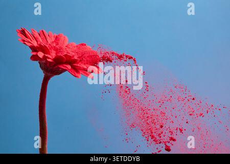 Red gerbera flower dispersing pink powder on blue Stock Photo