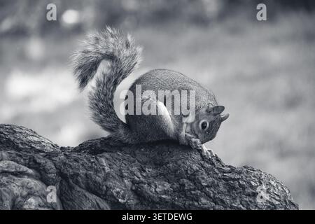 Grey squirrel curled up on a tree trunk in black and white Stock Photo