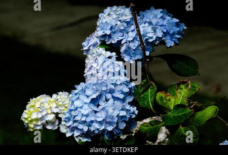 A Big Leaf Hydrangea in full bloom Stock Photo
