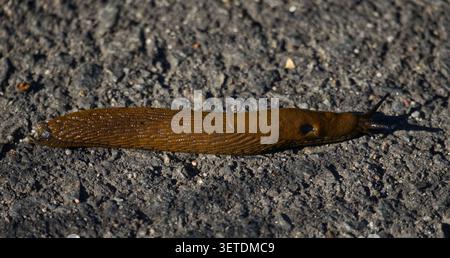 A large garden pest Spanish slug (Arion vulgaris) crawling on a textured asphalt surface. Agricultural parasite, invasive gastropod mollusk species, and garden pest control management issues under natural daylight. Stock Photo