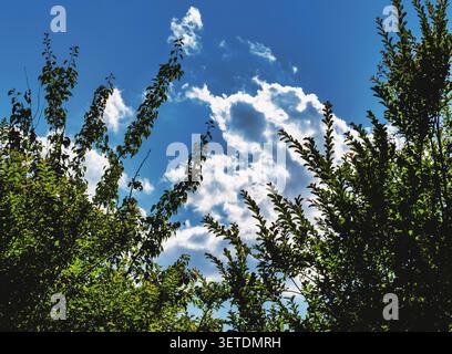 A vibrant blue sky between two tree tops Stock Photo