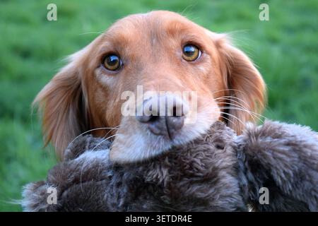 Working Cocker Spaniel carrying a soft toy and looking towards the camera Stock Photo