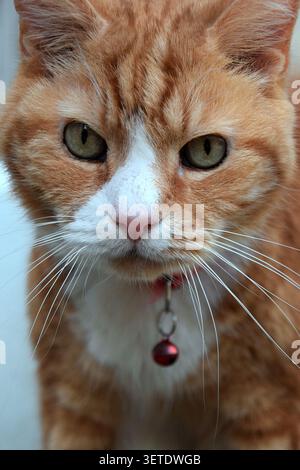 Close-up portrait of a ginger and white domestic cat Stock Photo