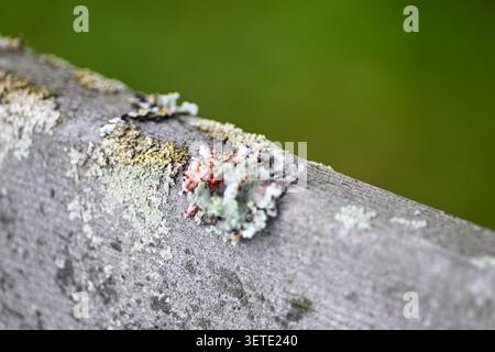outdoor detial of mold and lichen small plant fungas fungi growing on park bench Stock Photo