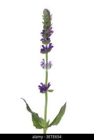 Sprig of Meadow Sage (Salvia pratensis) with flowers and leaves isolated on white background Stock Photo