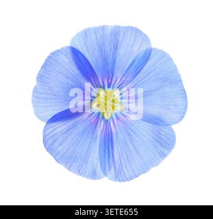 Close-up of fresh light blue Flax flower  isolated on white background. Stock Photo