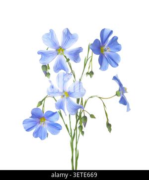 Two sprigs with light blue Flax flowers and buds  isolated on white background. Stock Photo