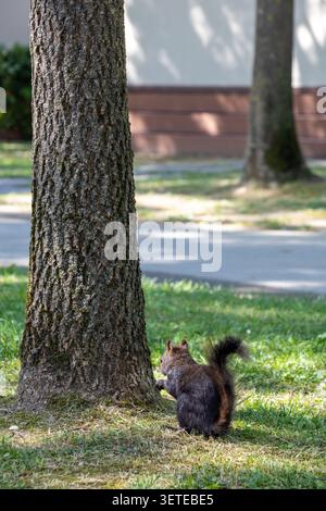 a squirrel is eating nuts, red squirrel in the park Stock Photo