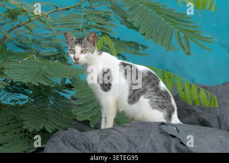 White and grey domestic cat perched on rock beneath tropical green foliage Stock Photo