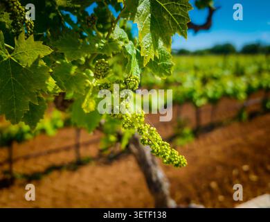 Tiny newly formed grape clusters growing on vine in vineyard, close-up view of young grapes and fresh spring agricultural growth Stock Photo