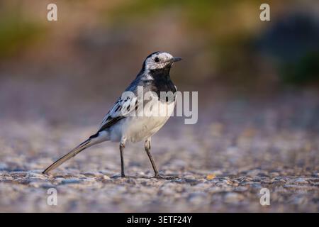 White Wagtail (Motacilla alba) standing on a gravel path in warm natural light Stock Photo