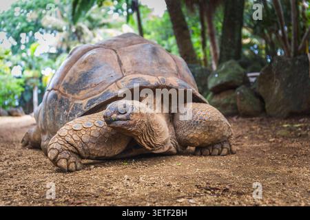 Giant Aldabra Tortoise Resting on Sandy Ground in a Lush Tropical Setting, Close Up Low Angle Portrait, La Vanille Nature Park, Savanne, Mauritius Stock Photo