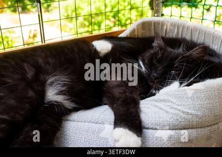 Two fluffy black and white cats napping peacefully together in a cozy pet bed inside a sunlit outdoor enclosure, enjoying a lazy afternoon rest in com Stock Photo