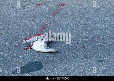Lugano, Ticino, Switzerland - 30th May 2026: View of a dead pigeon carcass hit by a car, with red blood splatters on the asphalt. A conceptual image o Stock Photo