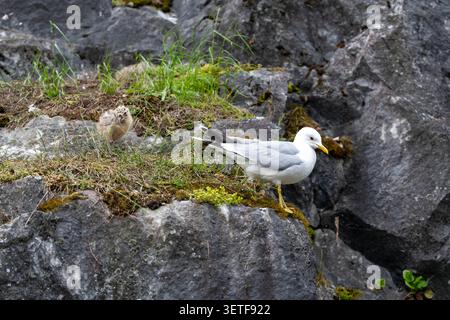 Adult seagull stands on rocky coastal ledge beside fluffy chick, with sparse grass, moss, and dark stone textures under soft natural light Stock Photo