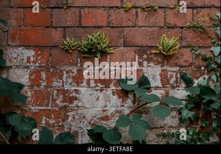 Worn overgrown red brick wall background Stock Photo