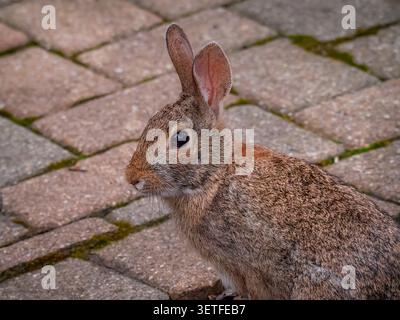 Eastern cottontail rabbit sitting on brick paving stones in an outdoor backyard patio garden environment Stock Photo