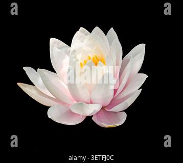 Beautiful white Water Lily flower isolated on a black background. Delicate petals with soft pink shades and bright yellow stamens create an elegant bo Stock Photo