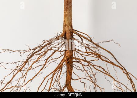 Cotton plant root system isolated on white background. Cotton farming, plant health and root system concept. Stock Photo