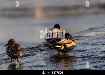 A striking winter wildlife photograph showcasing a small group of mallard ducks (Anas platyrhynchos) wading in the shallow, ripples-covered water near Stock Photo