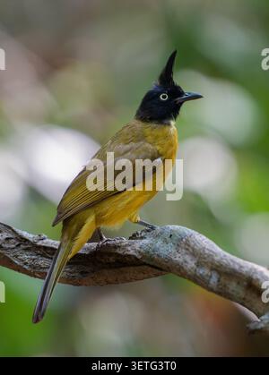 Black-crested Bulbul (Rubigula flaviventris) perched on a branch in tropical forest habitat. Stock Photo