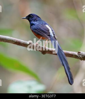 White-rumped Shama (Copsychus malabaricus) perched on a branch  showing its distinctive white rump, glossy black plumage and long tail Stock Photo
