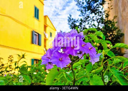 Colorful background with bright purple nightshade, solanum wendlandii flower Stock Photo