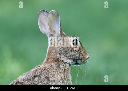Wild cottontail rabbit close up of the head Stock Photo
