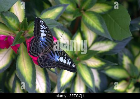 Vibrant Blue Clipper Butterfly (Parthenos sylvia) with mosaic patterned wings feeding on a bright pink flower amid variegated green foliage. Stock Photo