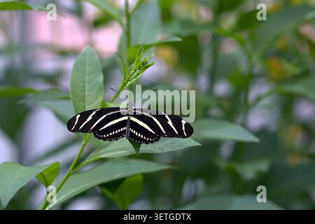 Zebra Longwing Butterfly (Heliconius charithonia) with elegant black and white striped wings resting flat on green garden leaves. Stock Photo