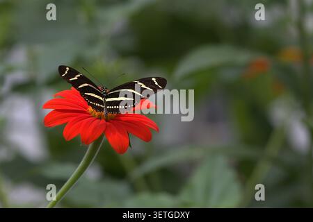 Zebra Longwing Butterfly (Heliconius charithonia) perched with wings spread open on a vibrant red Mexican sunflower bloom. Stock Photo