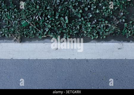 Minimalist top-down view of a solid white road line separating grey asphalt pavement and green wild plants Stock Photo