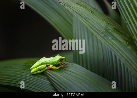 Red-Eyed Tree Frog (Agalychnis callidryas) Resting on Palm Frond with Raindrops, Costa Rica Stock Photo