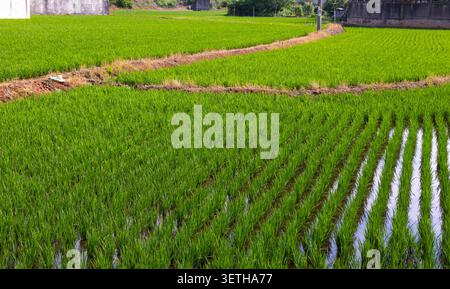 Heart Rice Paddy Wide landscape of vibrant green rice fields under a cloudy sky with ...